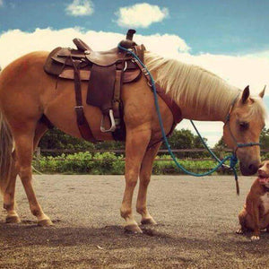 Animals Painting Kit