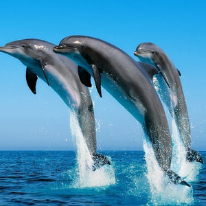 Dolphins Playing in Blue Water Diamond Painting Kit