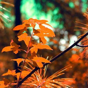 Autumn DIY Diamond Painting