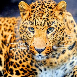 Enchanting Leopard Paint by Diamonds