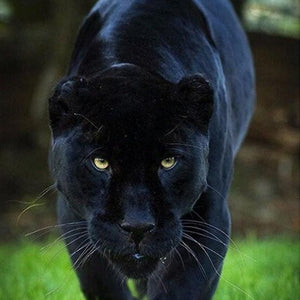 Ferocious Panther Walking on Grass Diamond Painting