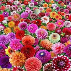 Dahlia Flowers Paint by Diamonds