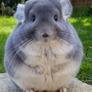 Fluffy Chinchilla Paint by Diamonds