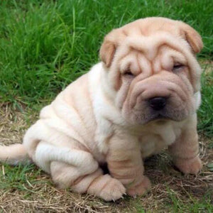 Ori-Pei Dog DIY Painting Kit