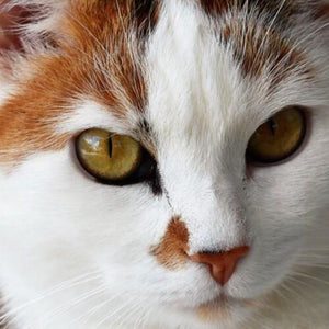 Gazing Cat Paint by Diamonds