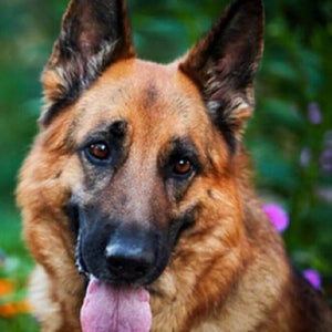 Dog DIY Diamond Painting