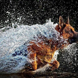 German Shepherd Running in Water Diamond Painting
