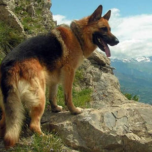 German Shepherd on the Mountains Diamond Painting