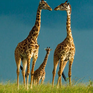 Giraffes Pair & Baby Paint by Diamonds