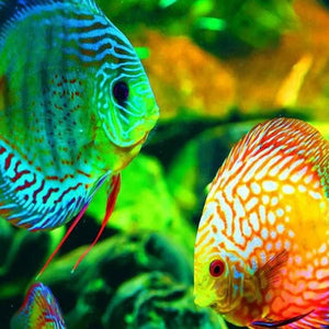 GloFish  Diamond Painting Kit