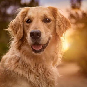 Golden Retriever Close Up Diamond Painting