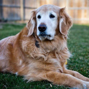 Golden Retriever Dog Paint by Diamonds