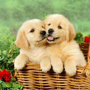 Golden Retriever Puppies in Basket Diamond Painting