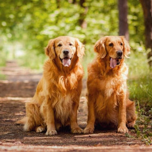 Golden Retrievers Paint by Diamonds