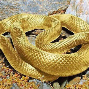 Snake DIY Diamond Painting