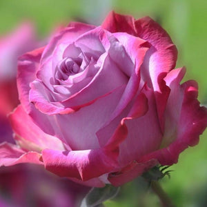 Pink Rose Diamond Painting Kit 