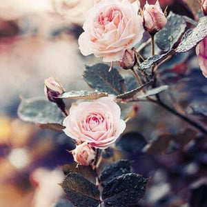 Rose Plant Paint by Diamonds