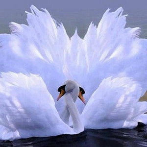 Swans Paint b Diamonds