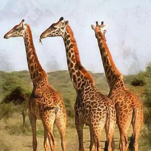 Grazing Giraffes Diamond Painting Kit