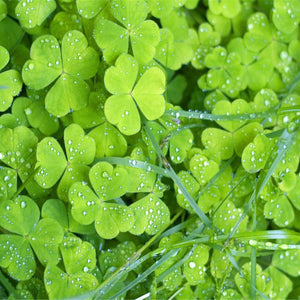 Green Garden Paint by Diamonds