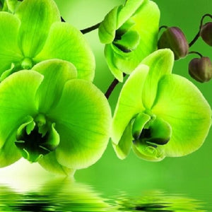 Green Orchids Diamond Painting Kit