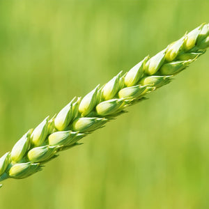 Green Wheat Paint by Diamonds