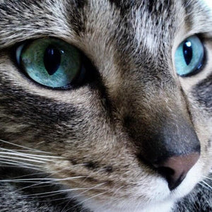 Grey Cat with Blue eyes Diamond Painting Kit