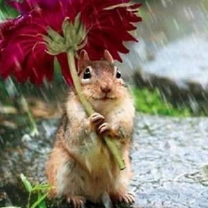 Hamster Diamond Painting