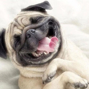 Happy Dog Diamond Painting