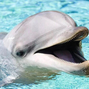 Happy Dolphin Paint by Diamonds