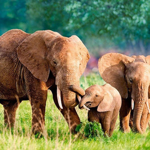 Happy Elephants Diamond Painting Kit