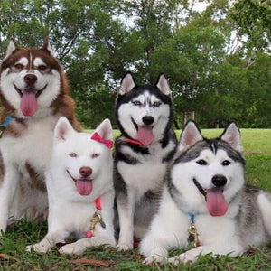 Happy Huskies Paint with Diamonds