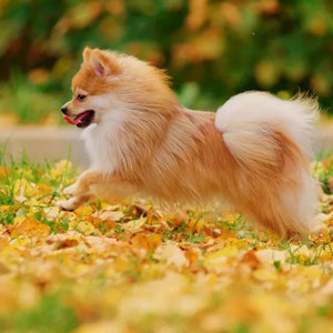 Happy Pomeranian Diamond Painting Kit