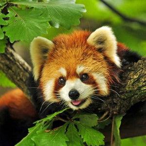 Happy Raccoon Diamond Painting Kit