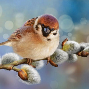 Happy Sparrow Diamond Painting Kit