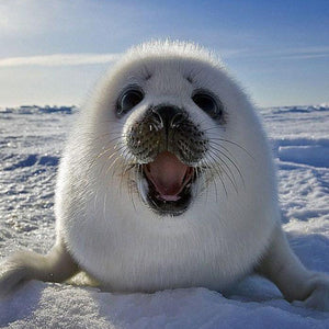 Happy White Seal Fish Paint by Diamonds