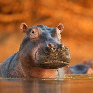 Hippo Diamond Painting Kit