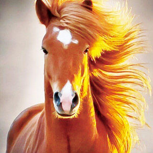 Horse Diamond Painting Kit