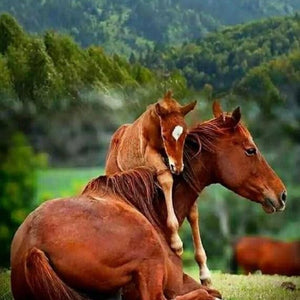 Horse Baby Hugging the Mother Diamond Painting