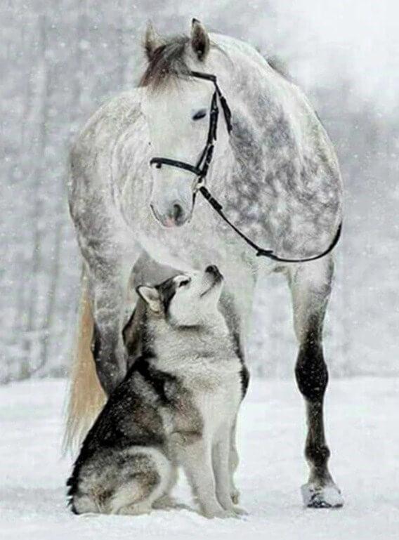Horse & Wolf Diamond Painting - Diamond Painting