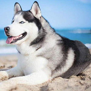 Husky at Beach Paint by Diamonds
