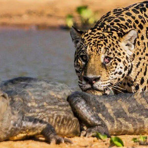 Jaguar & Crocodile Diamond Painting