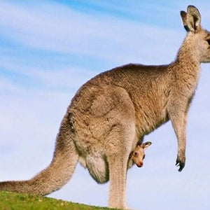 Kangaroo with her Baby Paint by Diamonds