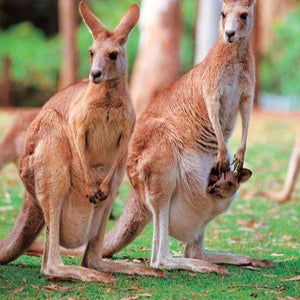 Kangaroo Diamond Painting Kit