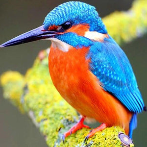 Kingfisher Diamond Painting