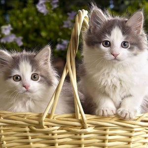 Best Cat DIY Painting Kit