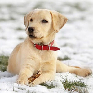 Labrador Puppy in Snow Paint by Diamonds