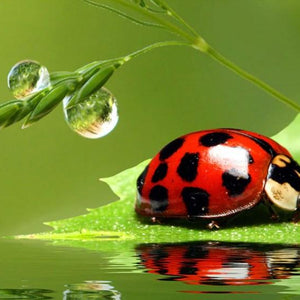 Lady Bird on a Leaf Paint by Diamonds