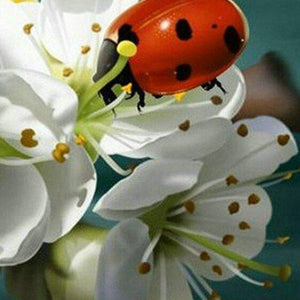 Lady Bug Diamond Painting