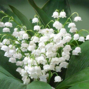 Landyshi Flowers Diamond Painting